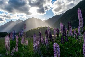 colorful lupine flowers in a field with sun rays shining through clouds over mountain hills